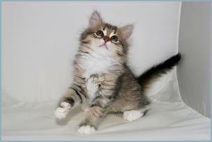 Female Siberian Kitten from Deedlebug Siberians